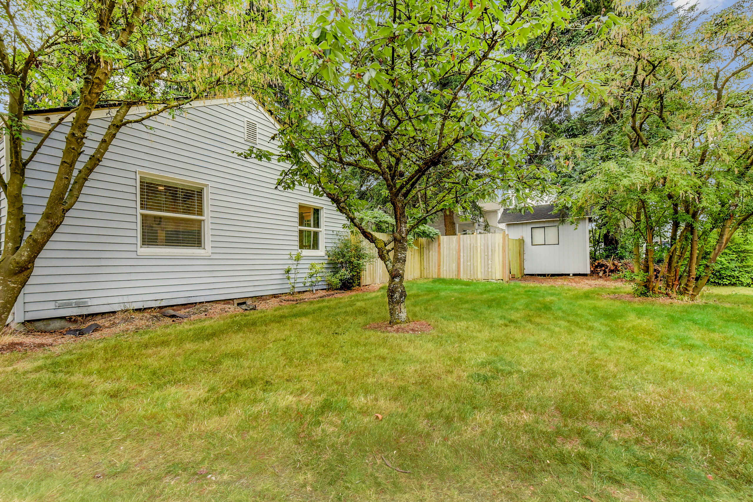Fenced backyard with mature trees, lawn, and garden shed at the Everett rambler