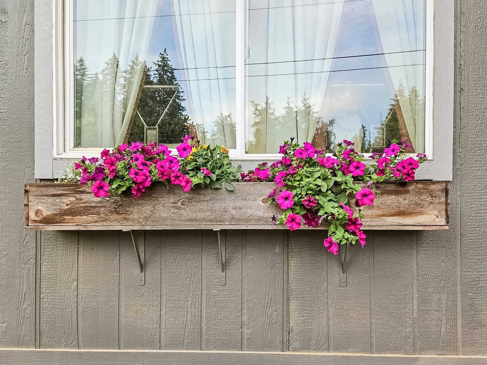 Window flower box with pink petunias on the Concrete home's exterior